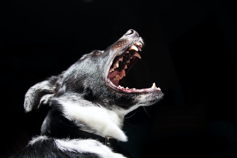Utah Dog Bite Lawyer (Top Rated Dog Attack Attorney)
